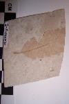 Leaf Fossil