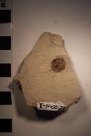 Fossil Redwood cone