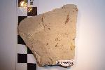 Fossil beetle