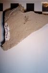 Fossil fly
