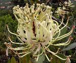 Oreocallis grandiflora. Photo by H Meyer