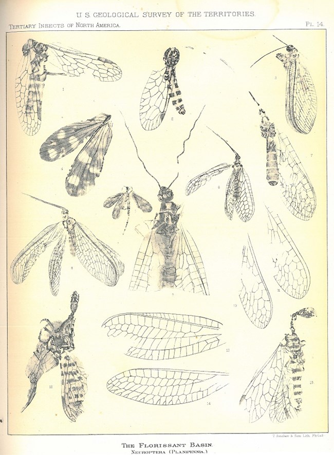 Plate of insects