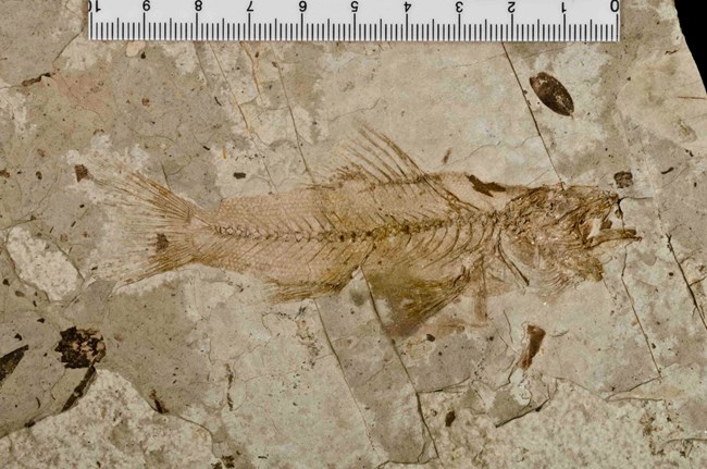 Fossil of Pirate Perch fish