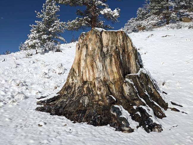 a giant petrified redwood tree stump in snow