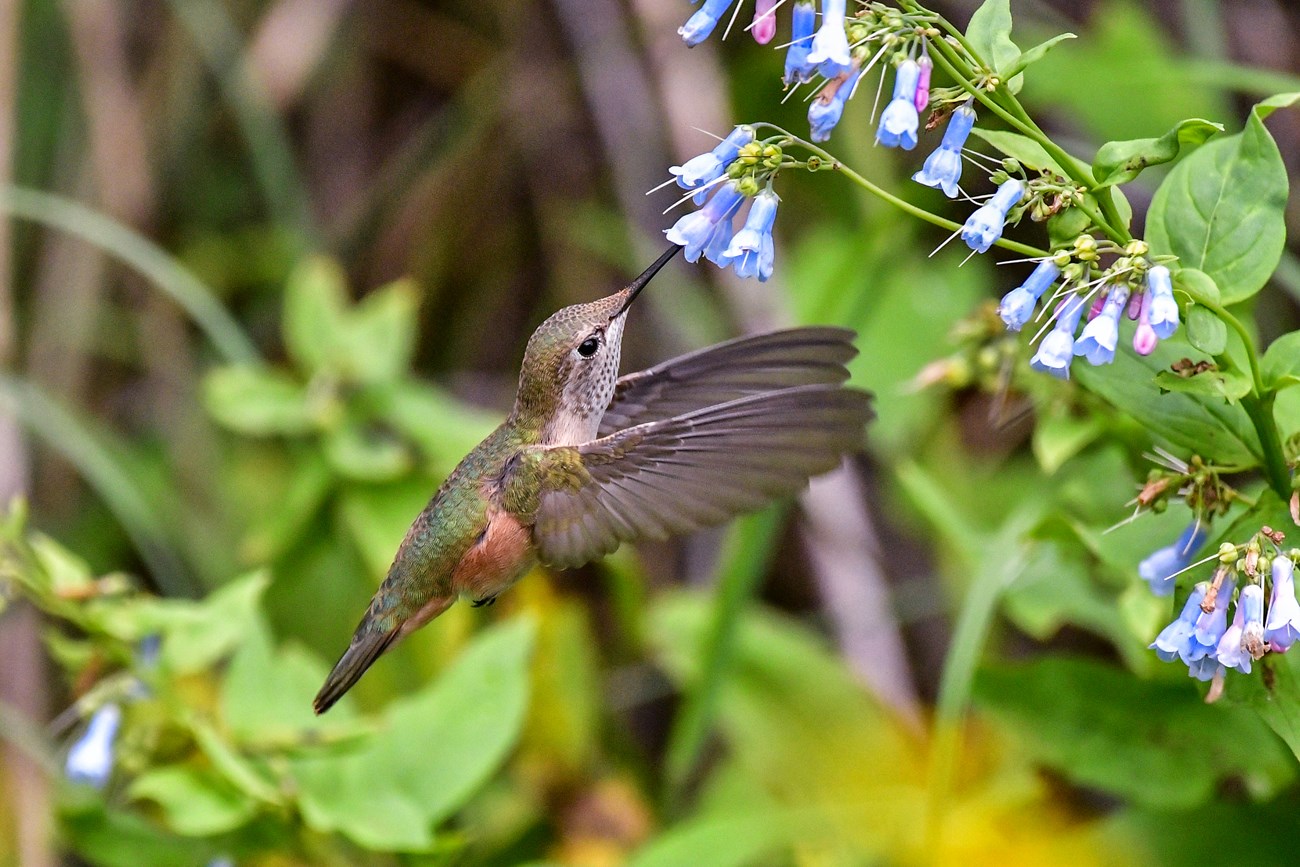 Rufous Hummingbird pollinating a flower