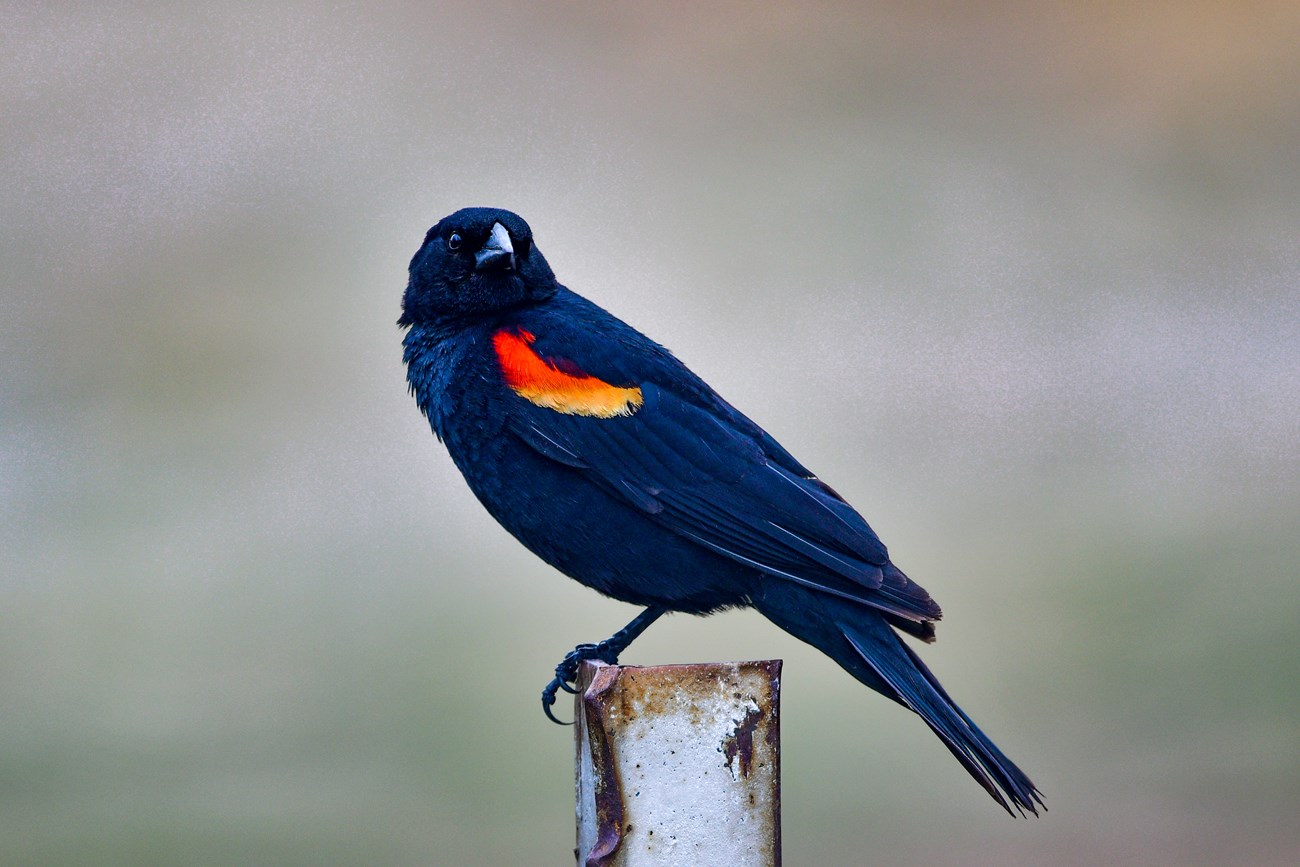 a small black bird with red and yellow markings on its wing