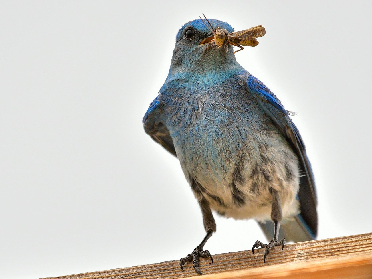 A mountain blue bird with an insect in its mouth