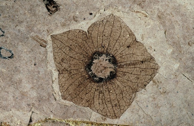 Shale fossil