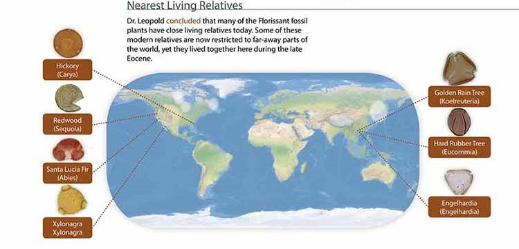 Globe map showing where modern relatives of Eocene Florissant plant species now live