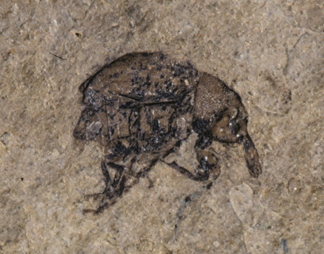 Fossil Weevil Beetle