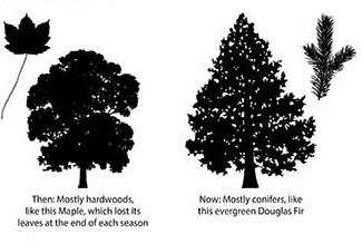 ancient hardwoods vs modern conifers