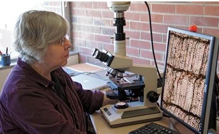 A woman looks at a computer screen with an image of tree cells