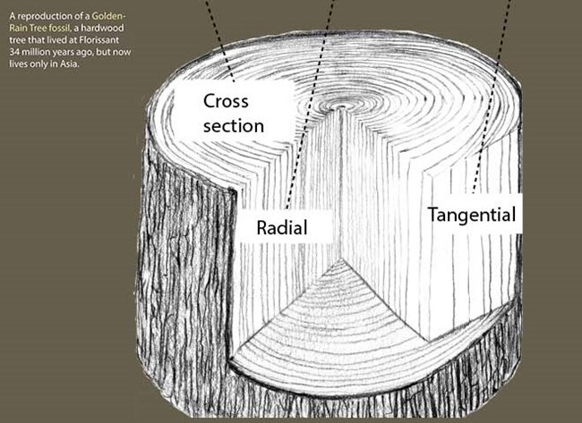 artists rendition of a golden rain tree stump, showing cross section, radial, and tangential cuts