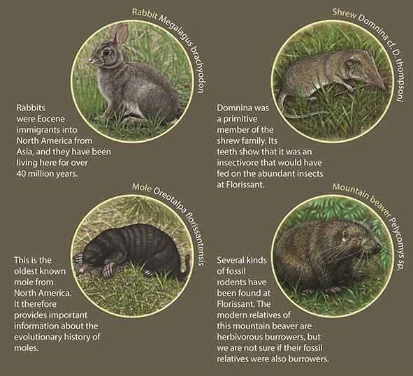 Rabbit, shrew, mole, and mountain beaver with their connections to Florissant