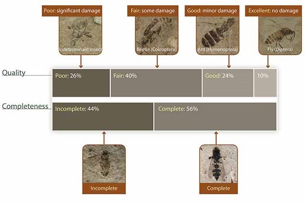 graphic showing quality and completeness statistics for Fossil insects at Florissant