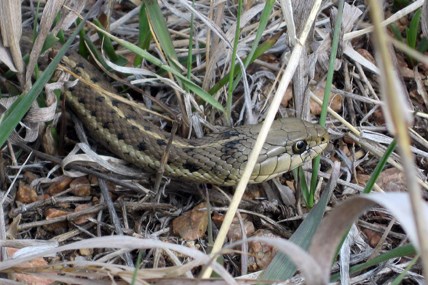 A Garter Snake at the Barksdale Picnic Area.