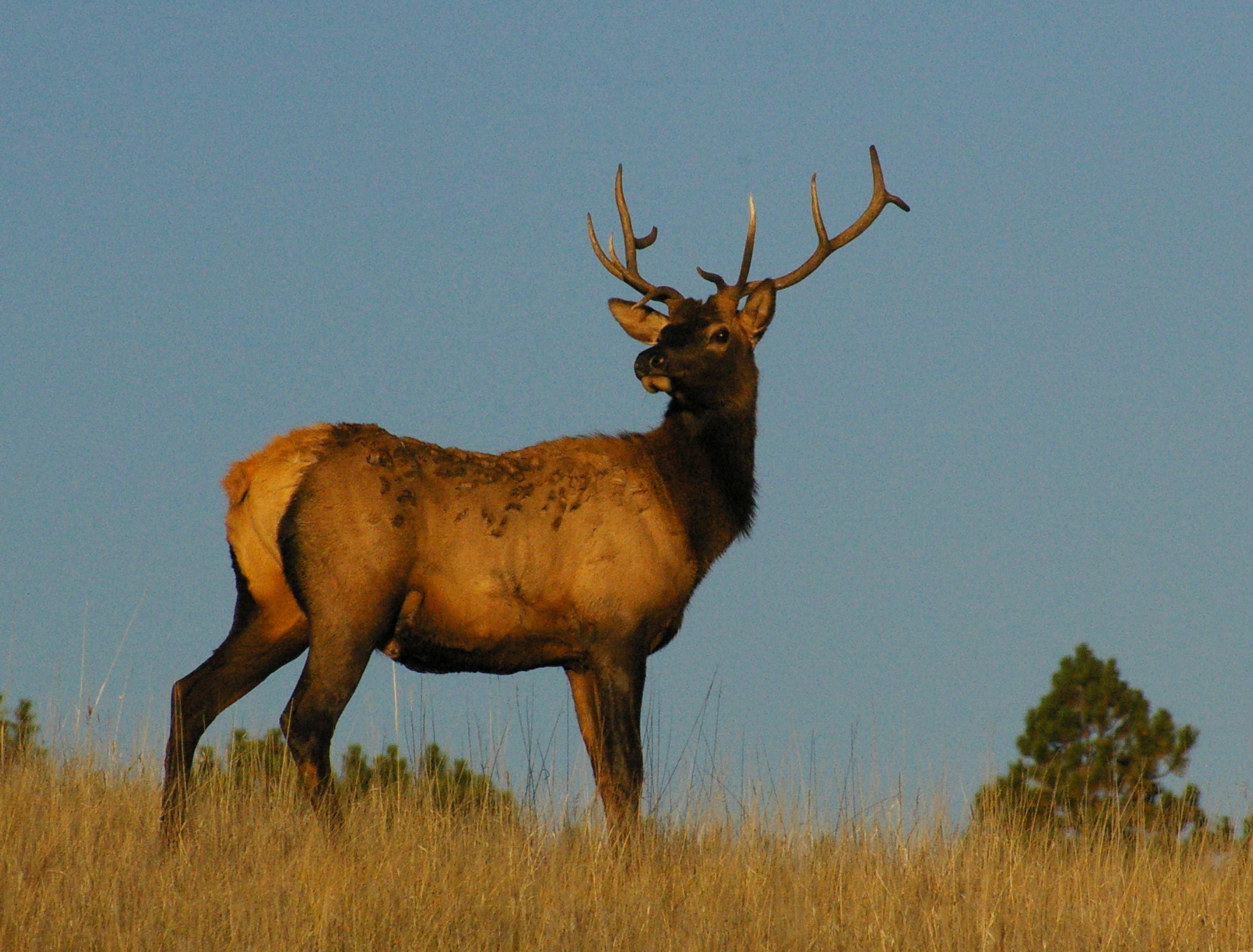 A bull elk with large antlers standing in a grassy meadow