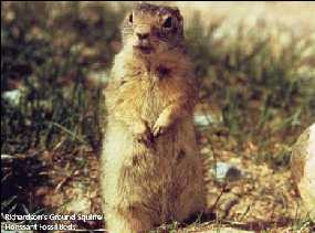 Richardson's ground squirrel
