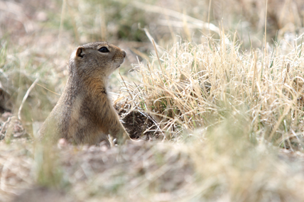 richardsons_ground_squirrel_a