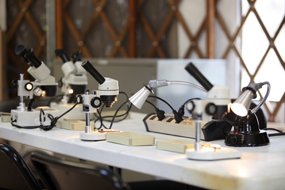 inside the fossil lab