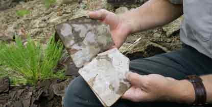 Scientist reveals a leaf fossil