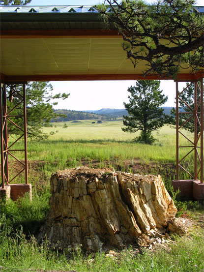 View of massive, white petrified stump of redwood tree under an open metal shelter with a green valley in the background