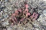 Purple Prickly Pear