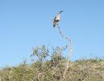 Gambel's quail