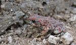 Red-spotted toad
