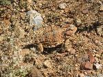 Short-horned lizard