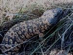 Gila monster