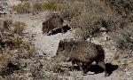 Javelina 