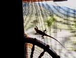 A visiting lizard