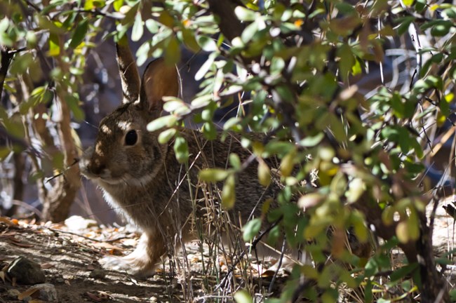 A rabbit in a shrub
