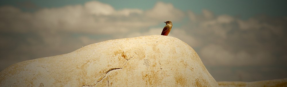 A flycatcher perches on an adobe wall