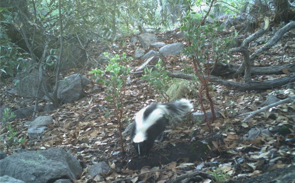 Picture of a black and white skunk