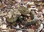 The black-tailed rattlesnake is one of two rattlesnake species found at Fort Bowie.&nbsp;