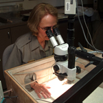 demonstrating the art of fossil preparation