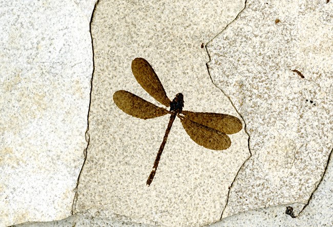 Dark brown damselfly fossil on light tan stone. The right two wings are overlapped and the veins are highly visible.