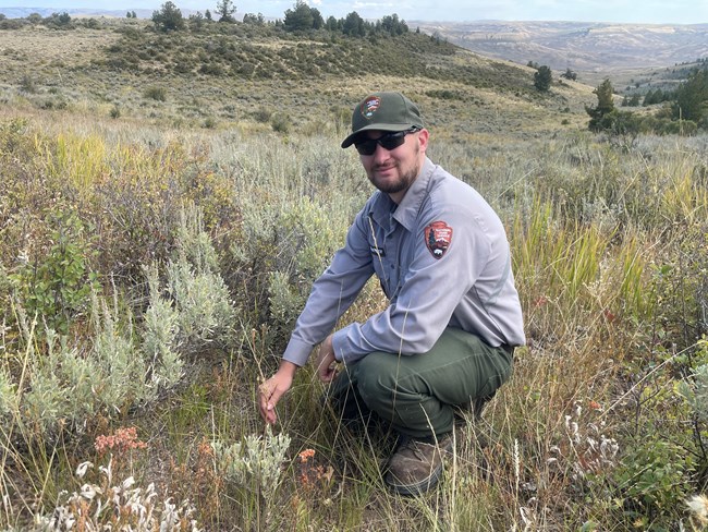 A ranger crouching among the grass pulling a plant and smiling at the camera.