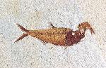 Diplomystus dentatus with Knightia in its mouth