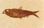 Knightia eocaena, approximately 11 cm long