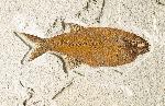 Hiodon falcatus, approximately 19 cm long