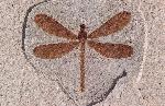 unidentified dragonfly, approximately 4.5 cm long