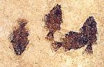 Priscacara liops mass mortality