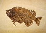 Phareodus encaustus, 50 cm long