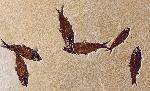 Mass mortality of Knightia eocaena