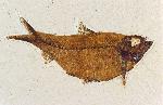 Knightia alta, approximately 12.5 cm long