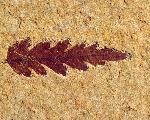 unidentified leaf, approximately 8 cm long