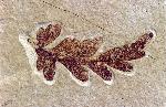 unidentified leaf, approximately 3 cm long